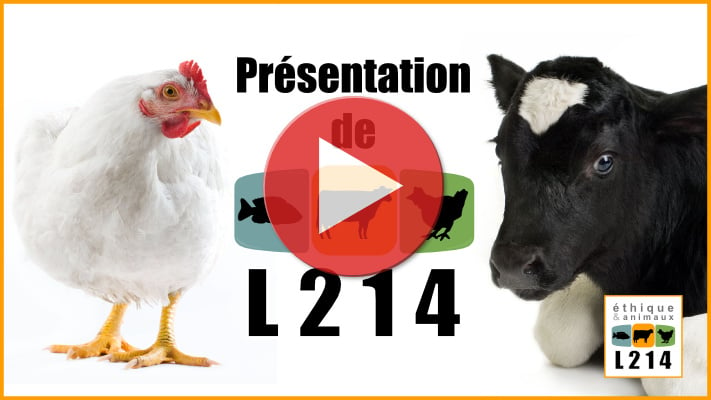 Vidéo de présentation de L214, éthique et animaux