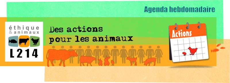 Agenda hebdo : actions pour les animaux