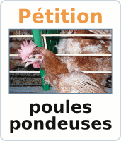 Signer la pétition contre les cages pour les poules
