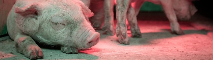 Bannière [pétition] Assignés en justice pour avoir révélé comment sont traités les cochons