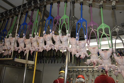 photo d'une chaîne dans un abattoir de poulets