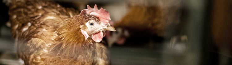Bannière Monoprix supprime tous les œufs de poules en cage 