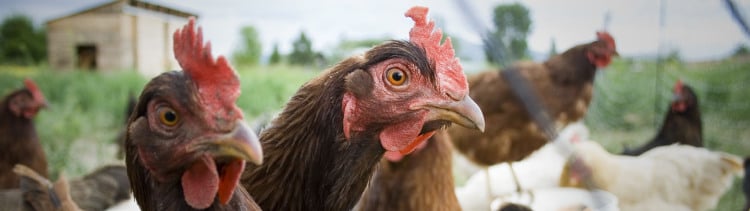 Bannière De quoi discutent vos poules ? Peut-être bien de vous.	