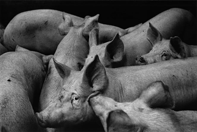 cochons en élevage, photo de Michel Vanden Eeckhoudt