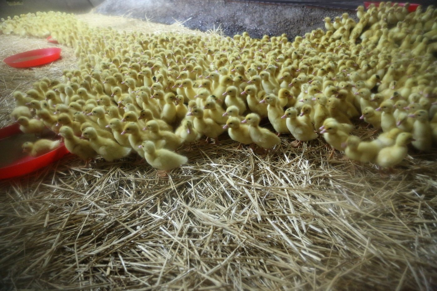 Poussins de canard mulard en élevage.