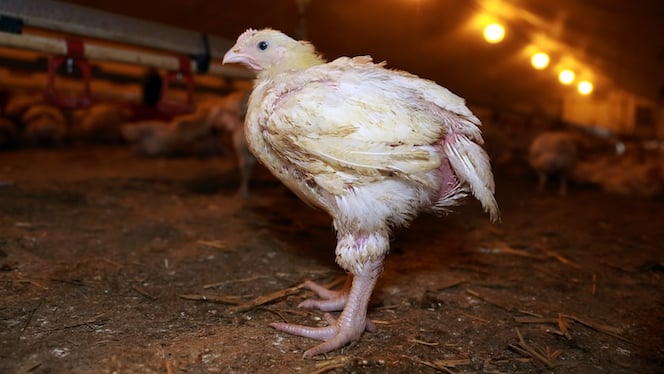 Jeune poulet dans un élevage intensif