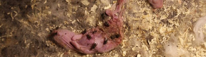 Photo d'un lapereau mort dans une fosse