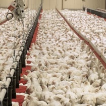 Élevage industriel de poulets en France