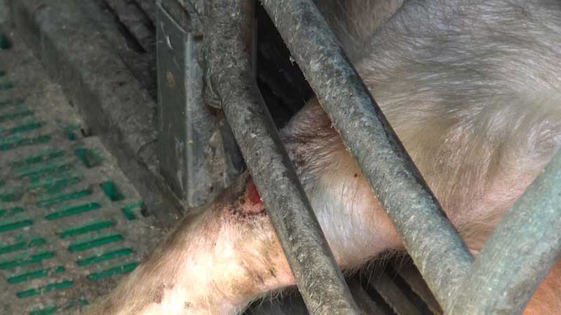 une truie blessée par les barreaux de sa cage dans un élevage partenaire Hénaff