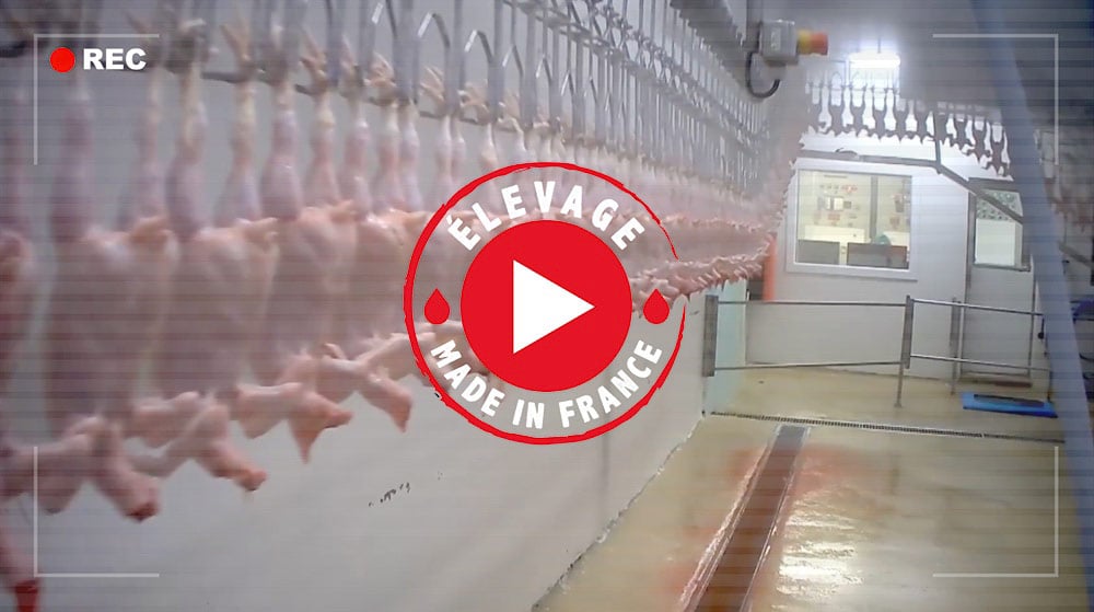 Abattoir Doux de Chantonnay : 240 poulets tués à la minute !