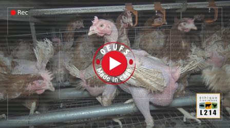 Elevage de poules pondeuses en cage, Vendée