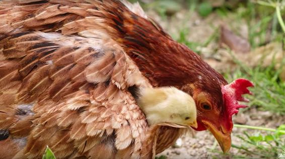 Ethologie : les relations d’apprentissage entre une poule et ses poussins