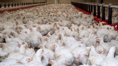 Enquête L214 dans un élevage intensif de poulets en France