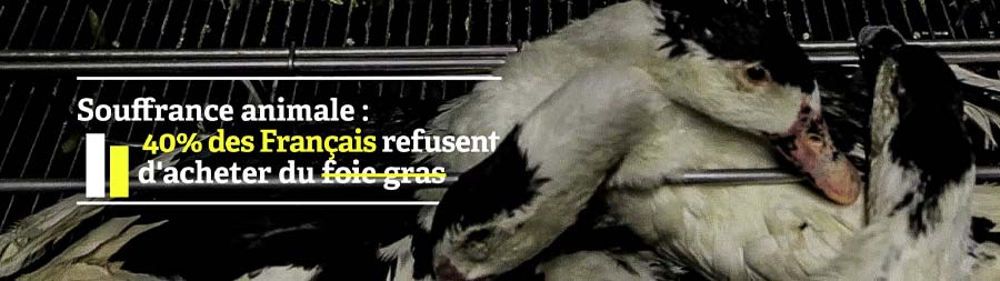 Journée mondiale anti foie gras : Welfarm lance sa campagne #VolAïeDeNoël  contre les souffrances des volailles élevées pour les fêtes - Welfarm