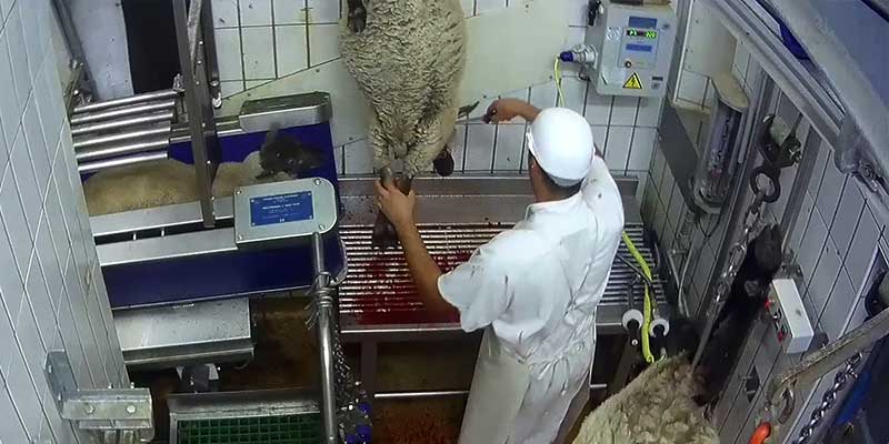 Les moutons ont pleine vue sur la salle d’abattage et assistent impuissants à la mise à mort des moutons qui les précèdent.
