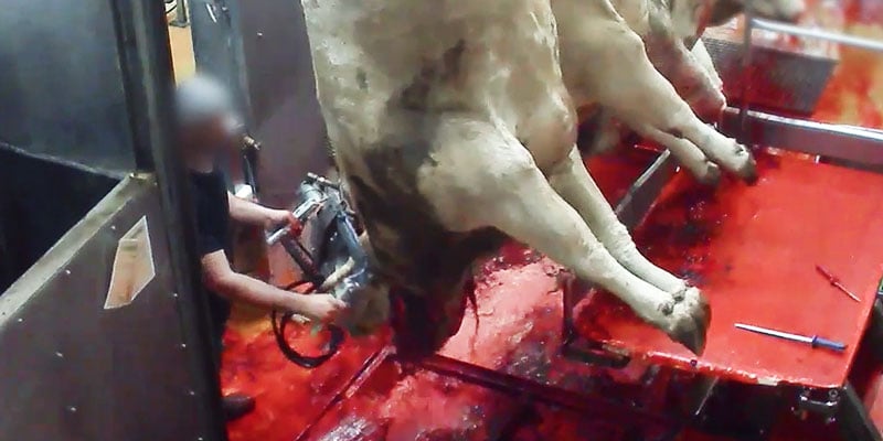 Cette vache vient d’être saignée, elle n’est pas encore morte. Pourtant on lui cisaille les cornes à la racine alors qu’elle se vide encore de son sang.