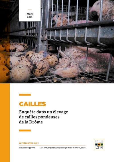 Rapport élevage cailles