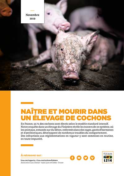 Rapport Naître et mourir dans
                    un élevage de cochons L214 2019