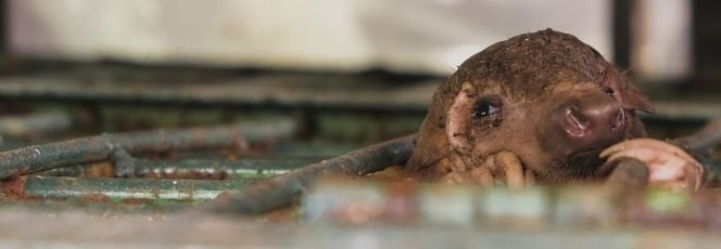 Souffrance animale : un élevage de l'Allier condamné à 50 000