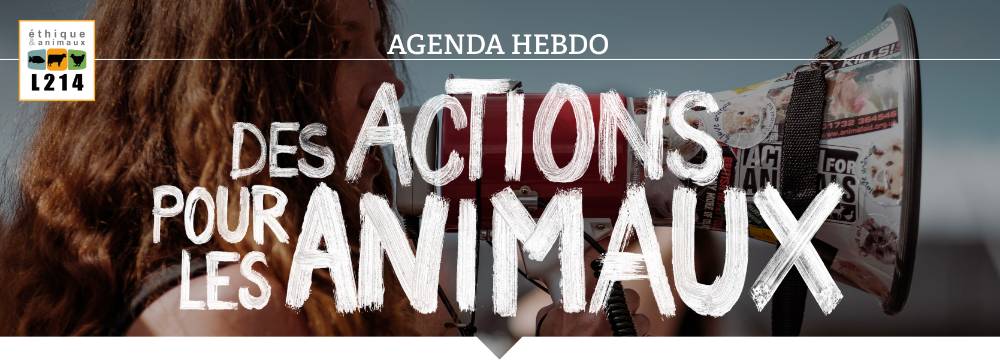 Agenda hebdo : actions pour les animaux